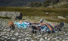 Thredbo Alpine Wildflowers
