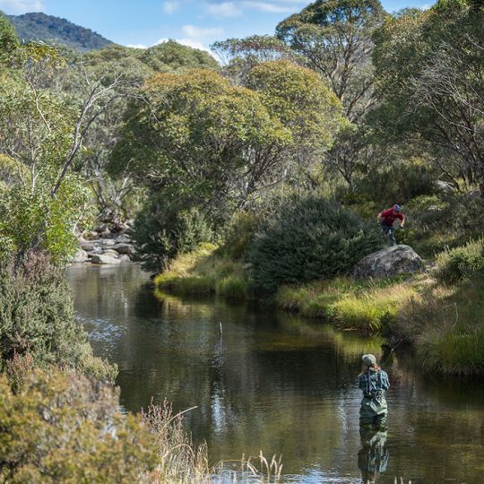 Fly Fishing in Thredbo River Thredbo, Snowy Mountains NSW